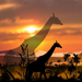 Андроид African Scene Livewallpaper