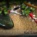 Андроид Koi Live Wallpaper Full 
